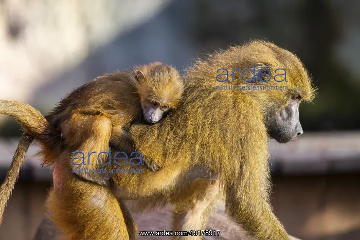 : Guinea baboon (Papio papio) mother with her youngster walking : Guinea baboon (Papio papio) mother with her youngster walking