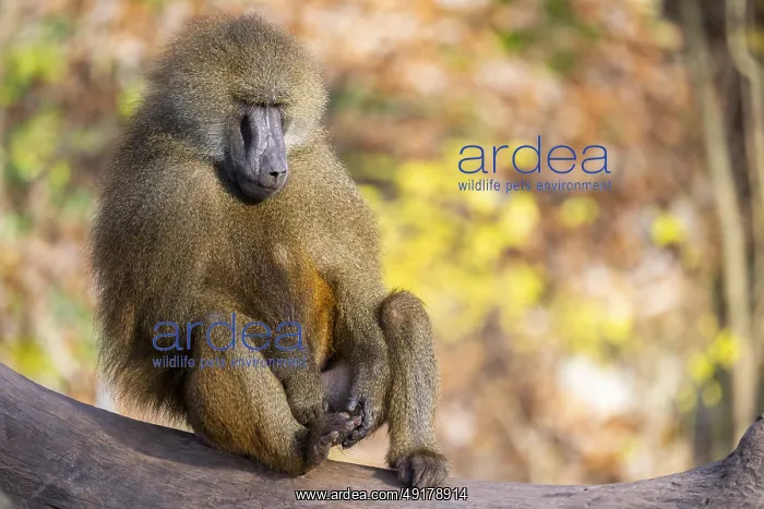 : Guinea baboon (Papio papio) sitting on the ground : Guinea baboon (Papio papio) sitting on the ground