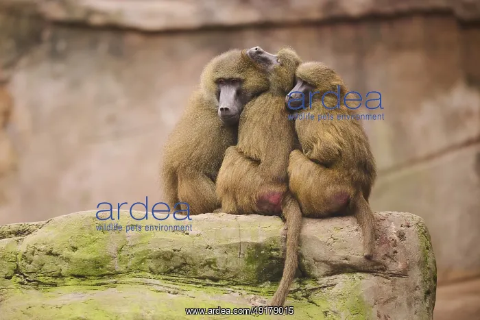 : Guinea baboon (Papio papio) sitting on a tree : Guinea baboon (Papio papio) sitting on a tree
