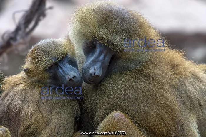 : Two Guinea baboon also or (Papio papio), sleeping : Two Guinea baboon also or (Papio papio), sleeping