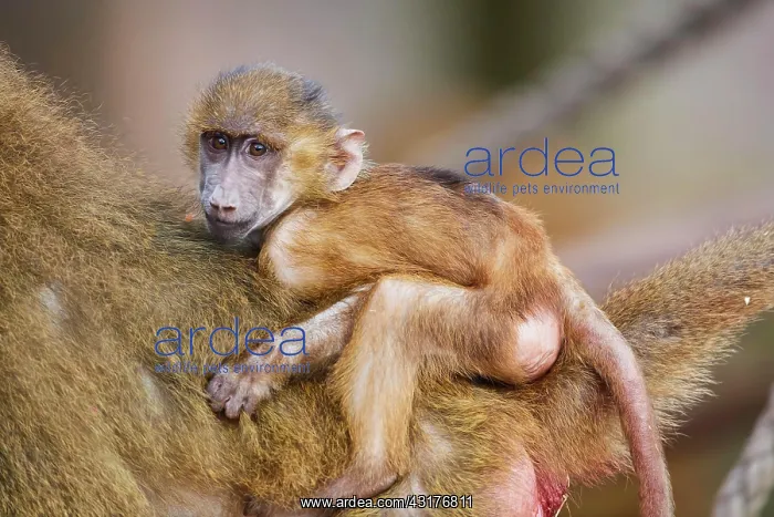 : Guinea baboon (Papio papio), young clinging to mother : Guinea baboon (Papio papio), young clinging to mother