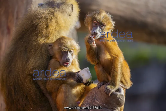 : Guinea baboon (Papio papio) youngster sitting on the tree trunk : Guinea baboon (Papio papio) youngster sitting on the tree trunk