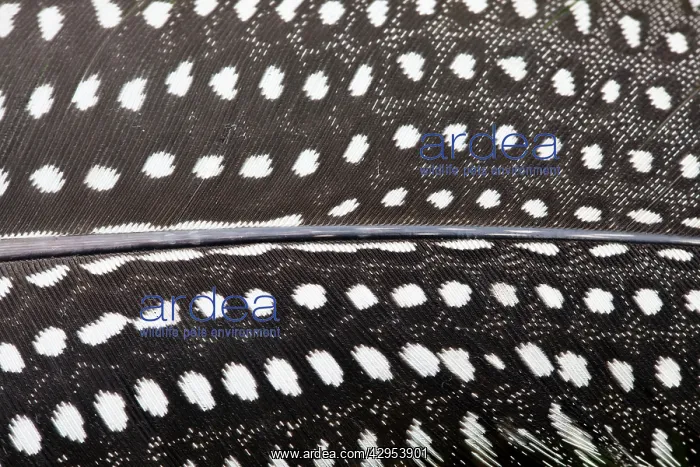 : Guinea Fowl - close-up of feather : Guinea Fowl - close-up of feather