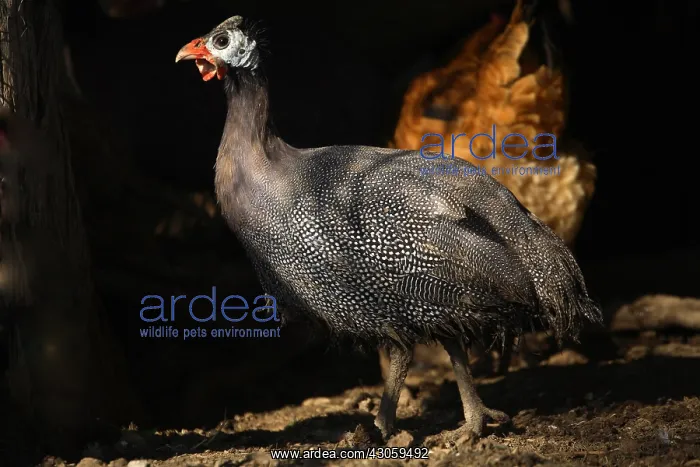 : Guinea fowl in a henhouse France : Guinea fowl in a henhouse France