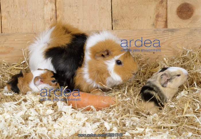 : Guinea Pig - with 3 day old young : Guinea Pig - with 3 day old young