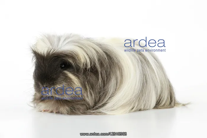 : Guinea pig : Guinea pig