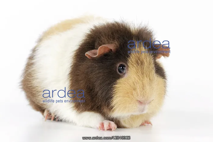 : Guinea pig : Guinea pig