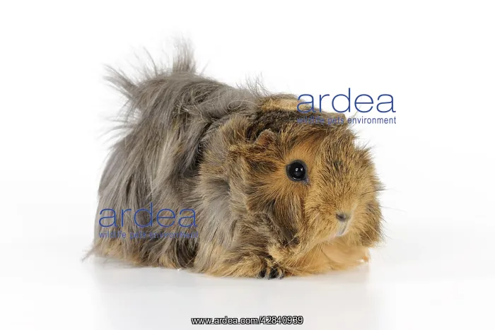 : Guinea pig : Guinea pig