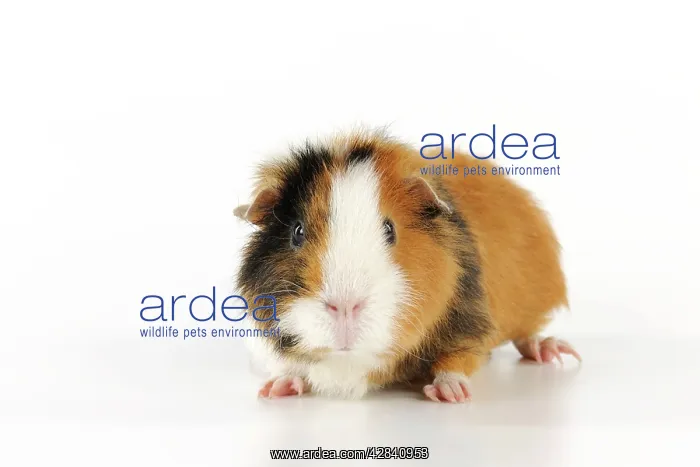 : Guinea pig : Guinea pig