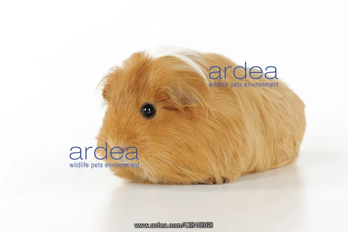 : Guinea pig : Guinea pig