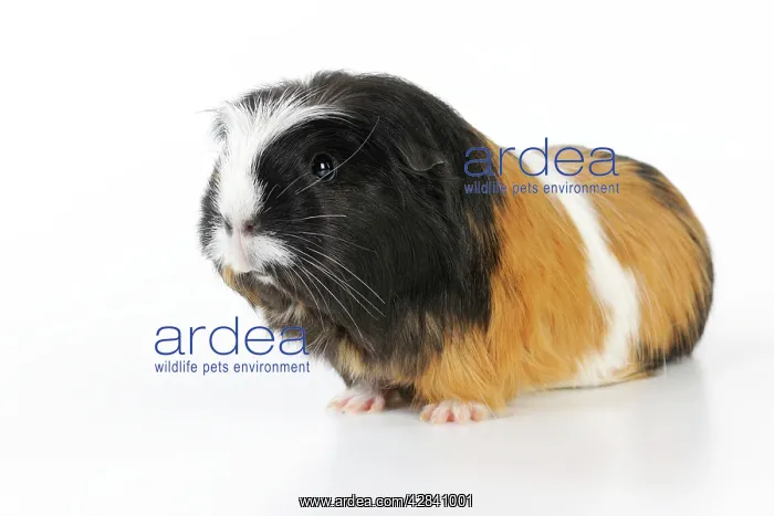 : Guinea pig : Guinea pig