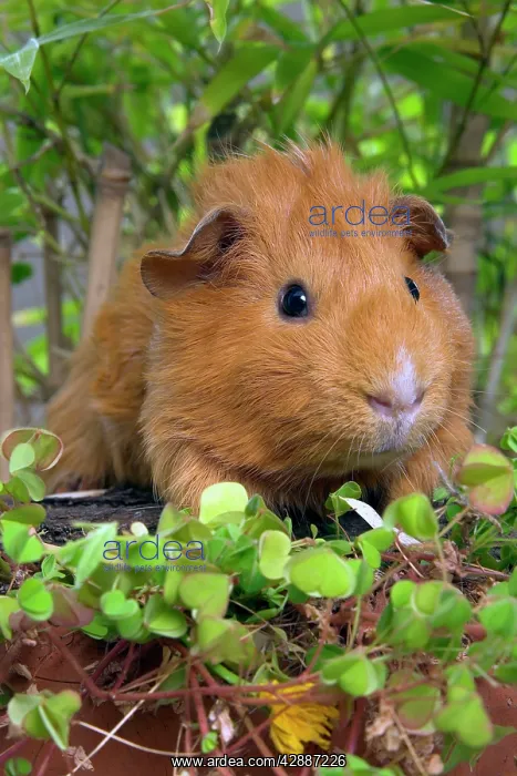  : Guinea Pig