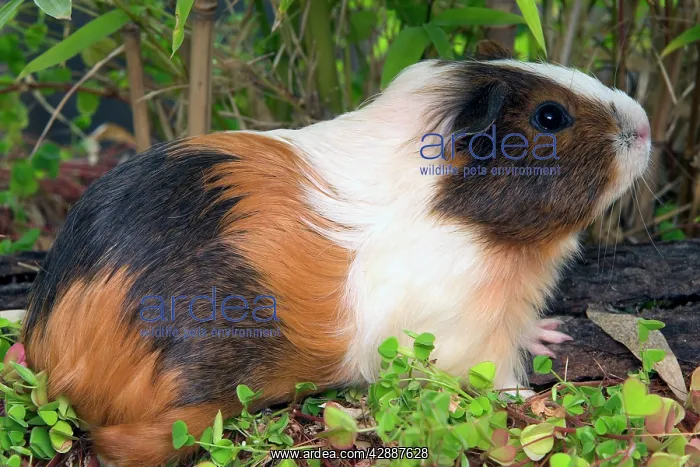 : Guinea Pig