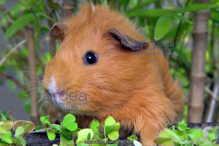  : Guinea Pig