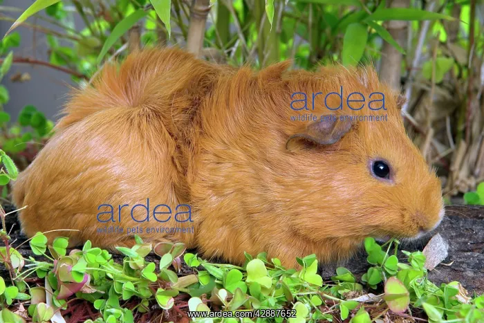  : Guinea Pig