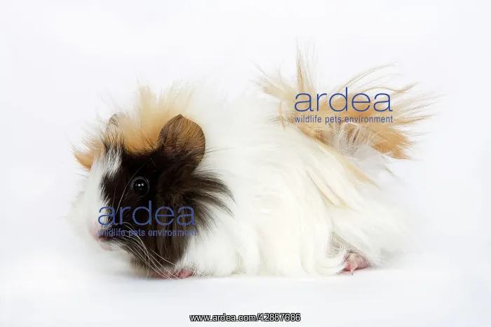  : Guinea Pig