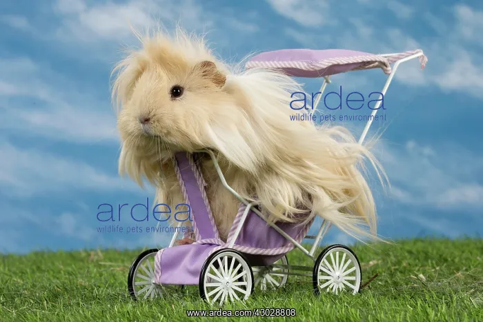  : Guinea Pig