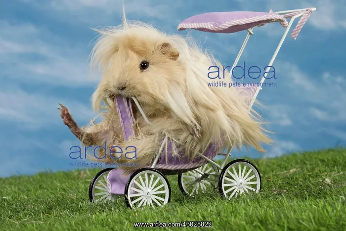  : Guinea Pig