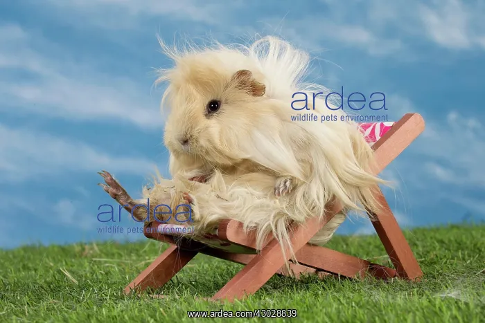  : Guinea Pig