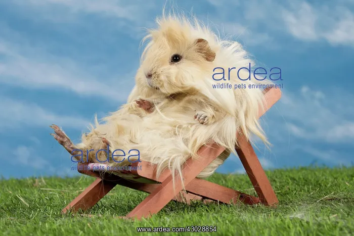  : Guinea Pig