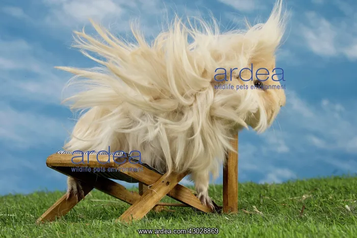  : Guinea Pig