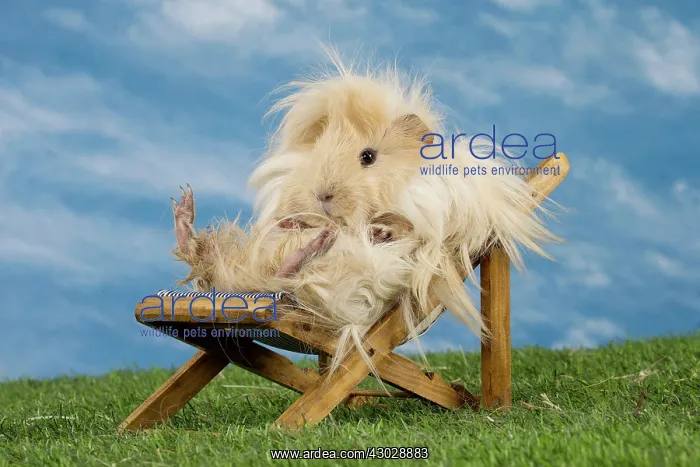 : Guinea Pig