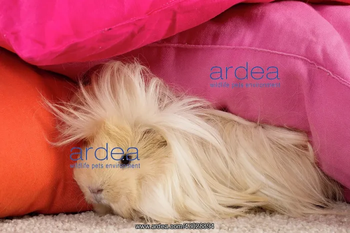 : Guinea Pig : Guinea Pig