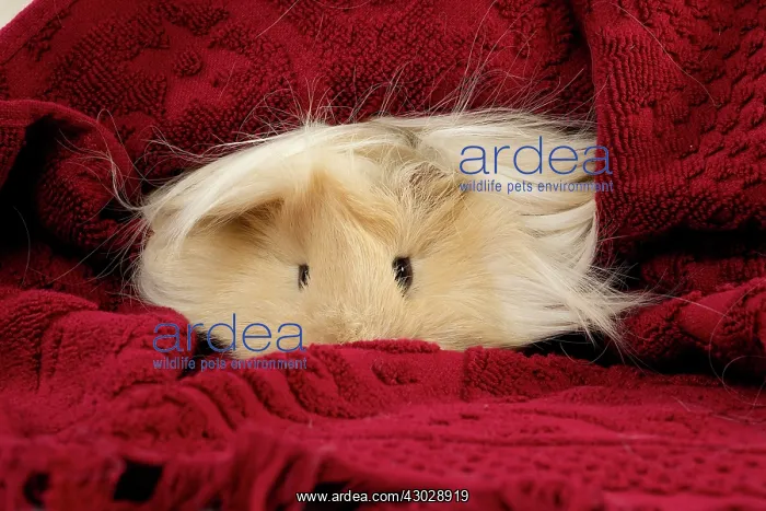 : Guinea Pig : Guinea Pig