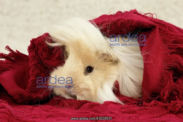 : Guinea Pig : Guinea Pig