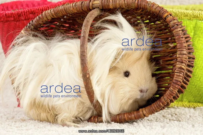 : Guinea Pig : Guinea Pig