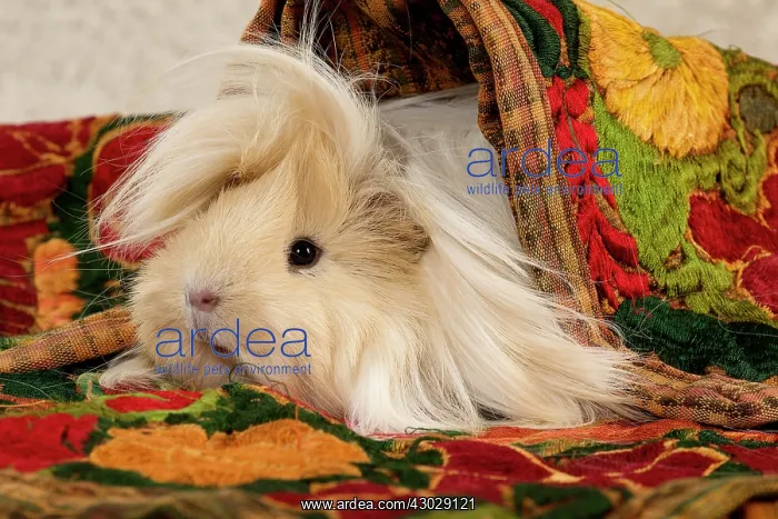 : Guinea Pig : Guinea Pig