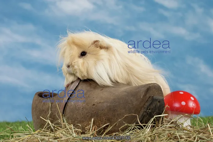  : Guinea Pig