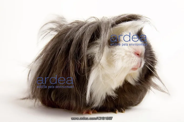 : Guinea pig : Guinea pig