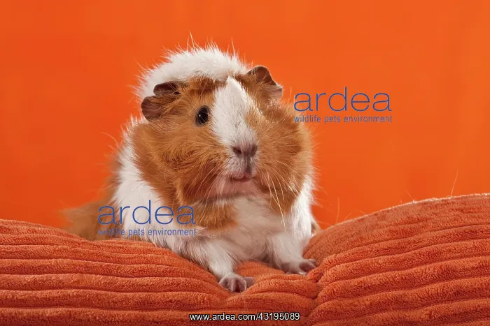  : Guinea pig