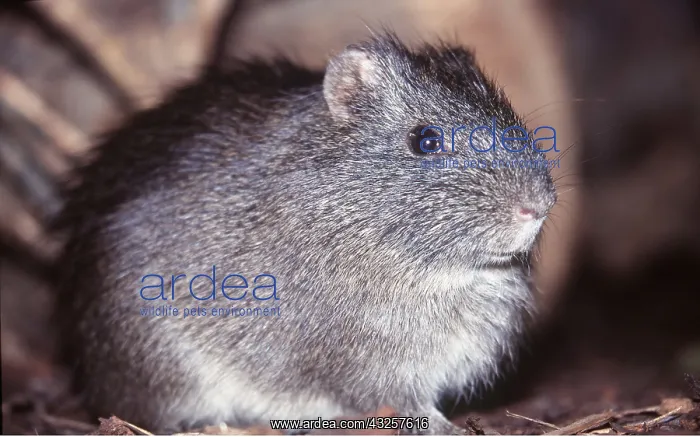 : GUINEA PIG : GUINEA PIG