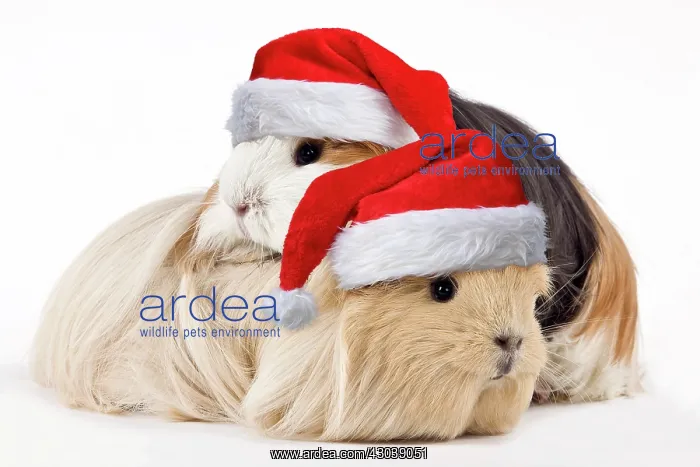  : Guinea Pig, adults wearing Christmas hats
