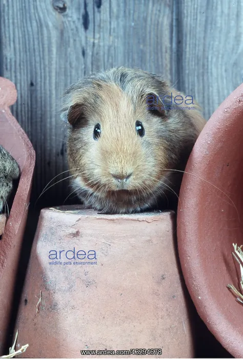 : GUINEA PIG - amonst flower pots : GUINEA PIG - amonst flower pots