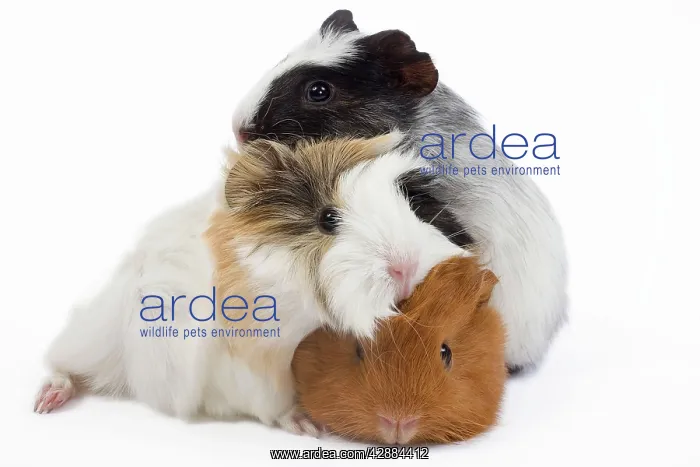  : Guinea pig - babies in studio