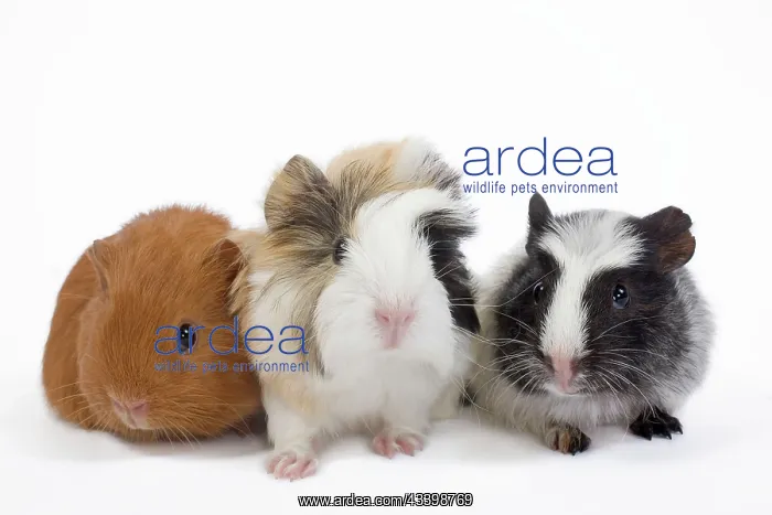  : Guinea pig - babies in studio