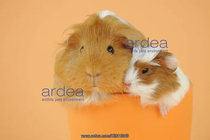 : Guinea pig and baby guinea pig sitting in cup : Guinea pig and baby guinea pig sitting in cup