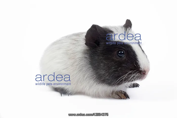  : Guinea pig - baby in studio