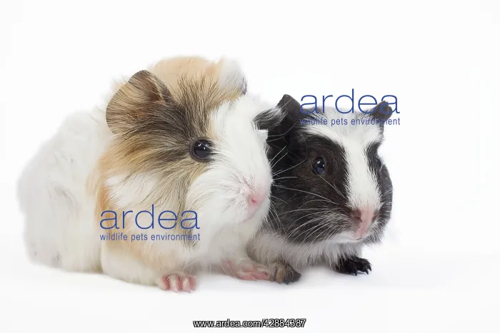  : Guinea pig - baby in studio