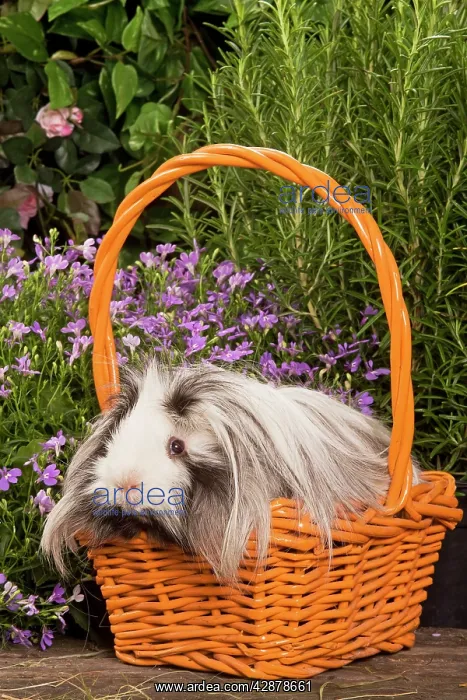  : Guinea Pig - in basket with flowers