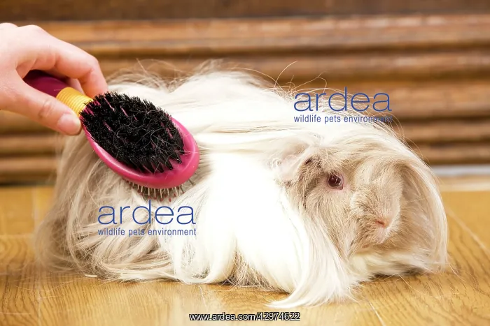  : Guinea Pig - being brushed
