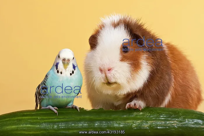 : Guinea pig and budgerigar with cucumber, animal : Guinea pig and budgerigar with cucumber, animal