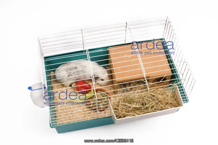  : Guinea Pig - in cage in studio