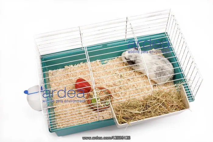  : Guinea Pig - in cage in studio