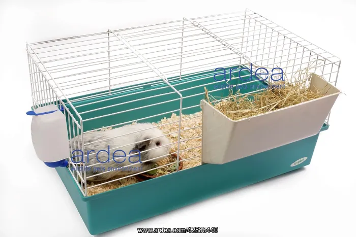  : Guinea Pig - in cage in studio