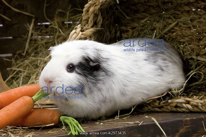  : Guinea Pig - with carrots