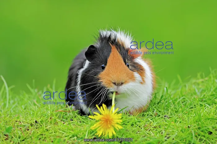 : Guinea Pig (Cavia porcellus) : Guinea Pig (Cavia porcellus)